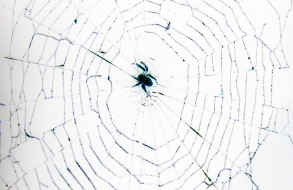 [Photo d'une toile d'araignée, par Sunny Ripert]