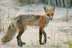 [Photo de renard avec la peau sur les os]