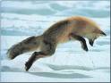 [Photo de renard dans la neige]