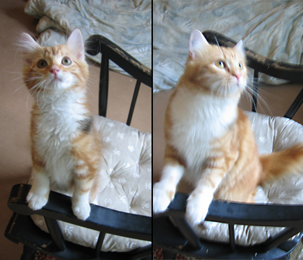 [Photo de Peach avant et après]